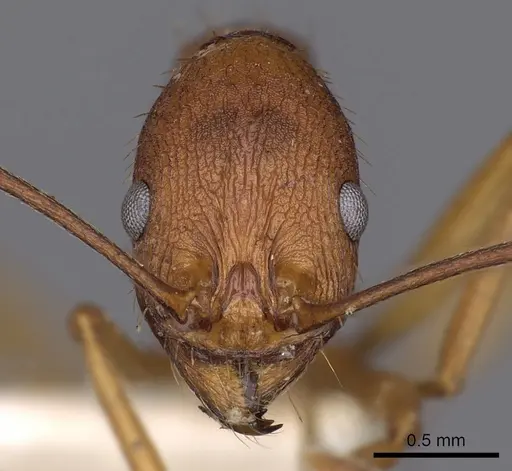 Aphaenogaster huachucana specimen CASENT0900415 image casent0900415_2