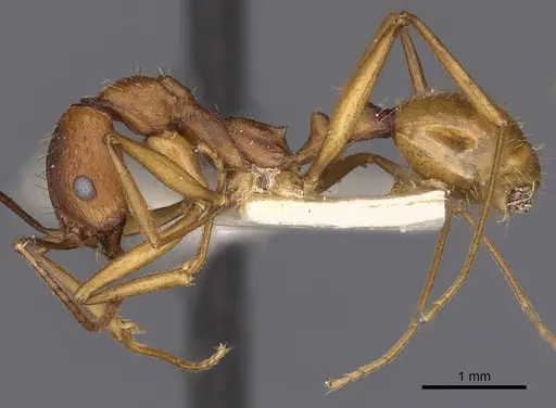 Aphaenogaster huachucana specimen CASENT0900415 image casent0900415_3