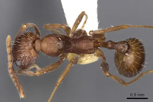 Aphaenogaster huachucana specimen CASENT0900421 image casent0900421_1