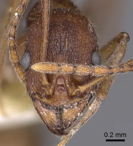 Aphaenogaster huachucana specimen CASENT0900421 image casent0900421_2