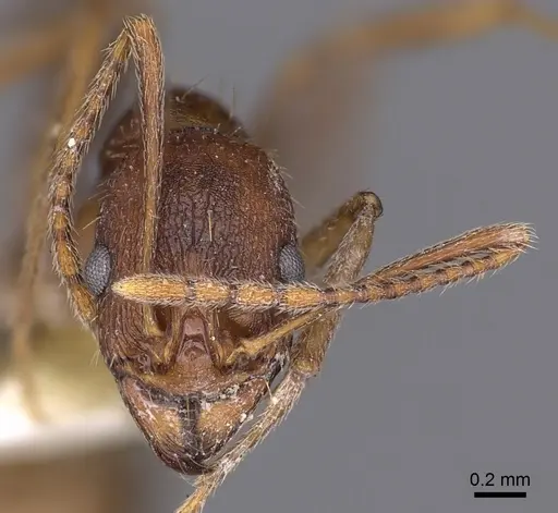 Aphaenogaster huachucana specimen CASENT0900421 image casent0900421_3
