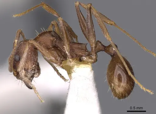 Aphaenogaster huachucana specimen CASENT0900421 image casent0900421_4
