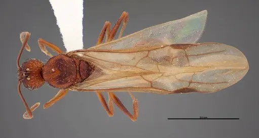 Aphaenogaster huachucana specimen FMNHINS0000083014 image fmnhins0000083014_1