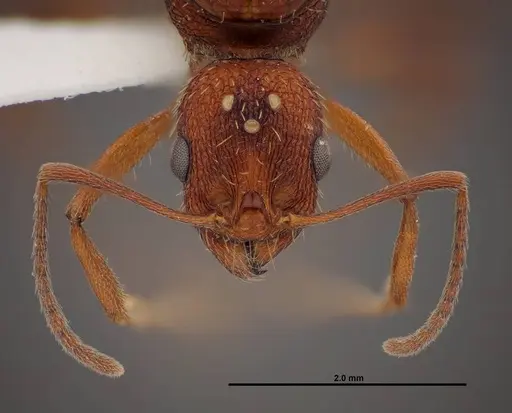 Aphaenogaster huachucana specimen FMNHINS0000083014 image fmnhins0000083014_2
