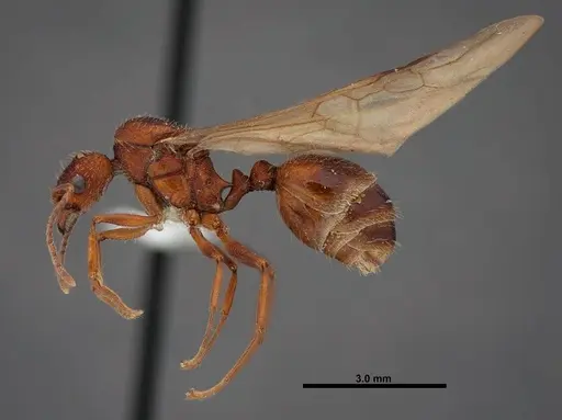 Aphaenogaster huachucana specimen FMNHINS0000083014 image fmnhins0000083014_3