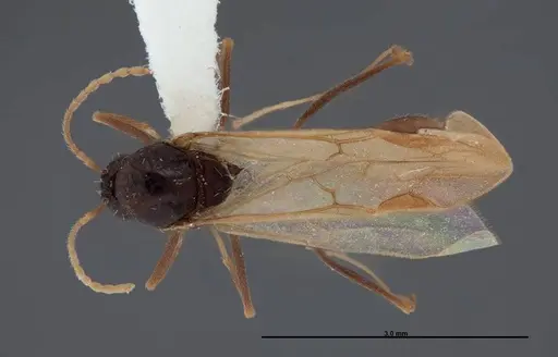 Aphaenogaster huachucana specimen FMNHINS0000083015 image fmnhins0000083015_1