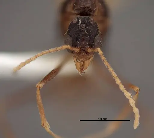 Aphaenogaster huachucana specimen FMNHINS0000083015 image fmnhins0000083015_2