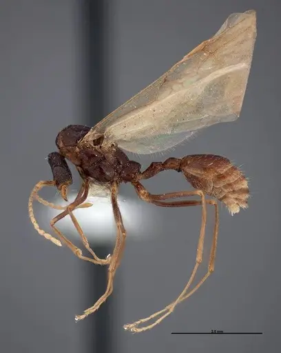 Aphaenogaster huachucana specimen FMNHINS0000083015 image fmnhins0000083015_3