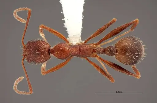 Aphaenogaster huachucana specimen FMNHINS0000083016 image fmnhins0000083016_1