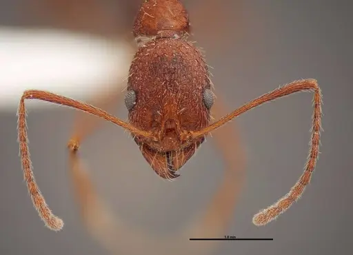Aphaenogaster huachucana specimen FMNHINS0000083016 image fmnhins0000083016_2