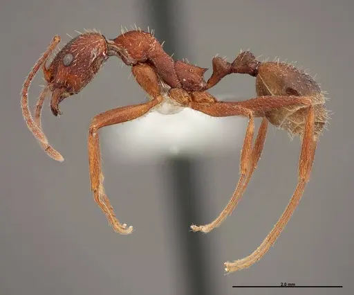 Aphaenogaster huachucana specimen FMNHINS0000083016 image fmnhins0000083016_3