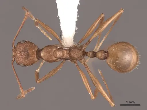Aphaenogaster huachucana specimen FMNHINS0000083028 image fmnhins0000083028_1