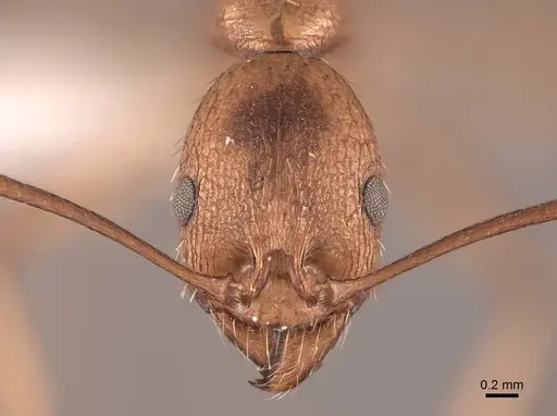 Aphaenogaster huachucana specimen FMNHINS0000083028 image fmnhins0000083028_2
