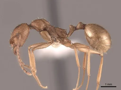 Aphaenogaster huachucana specimen FMNHINS0000083028 image fmnhins0000083028_3