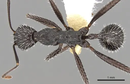 Aphaenogaster iberica specimen CASENT0280966 image casent0280966_1