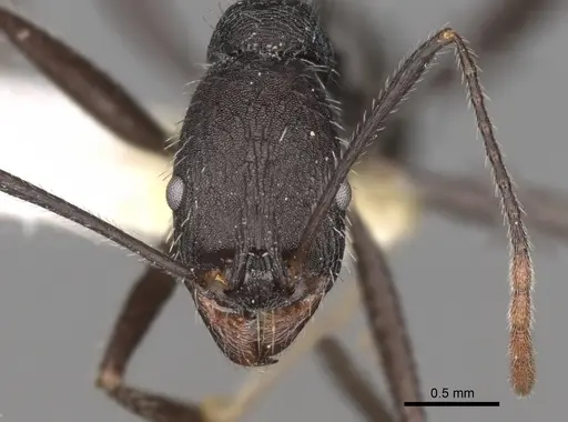 Aphaenogaster iberica specimen CASENT0280966 image casent0280966_2