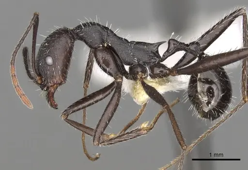 Aphaenogaster iberica specimen CASENT0280966 image casent0280966_3