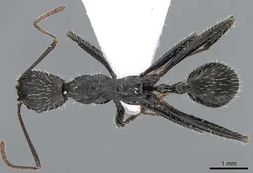 Aphaenogaster iberica specimen CASENT0281533 image casent0281533_1