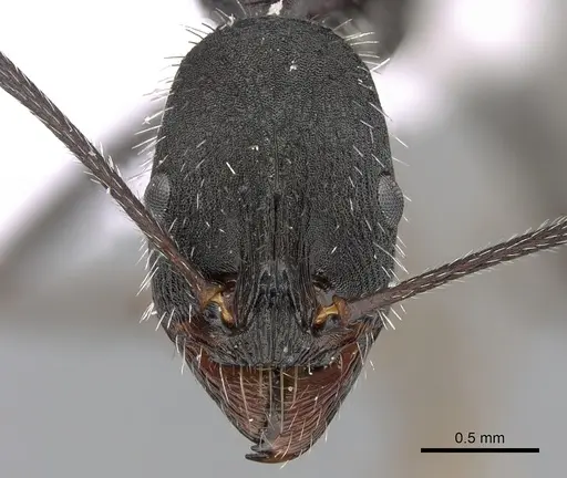 Aphaenogaster iberica specimen CASENT0281533 image casent0281533_2