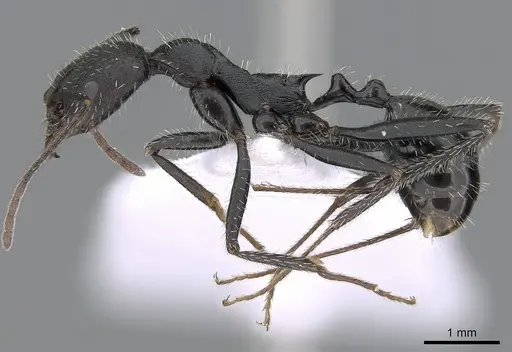 Aphaenogaster iberica specimen CASENT0281533 image casent0281533_3