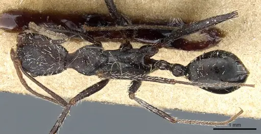 Aphaenogaster iberica specimen CASENT0904164 image casent0904164_1
