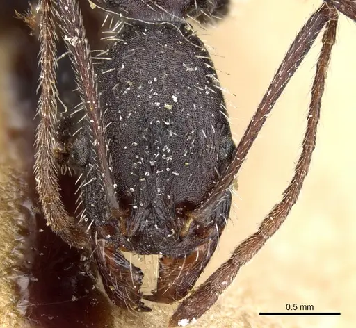 Aphaenogaster iberica specimen CASENT0904164 image casent0904164_2