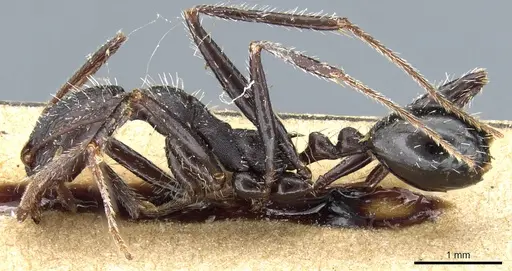 Aphaenogaster iberica specimen CASENT0904164 image casent0904164_3