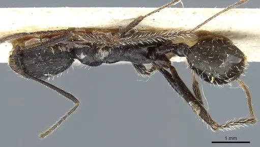 Aphaenogaster iberica specimen CASENT0904165 image casent0904165_1
