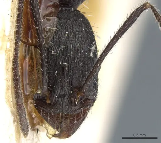 Aphaenogaster iberica specimen CASENT0904165 image casent0904165_2