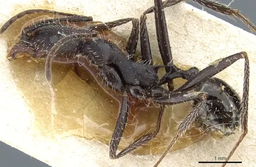 Aphaenogaster iberica specimen CASENT0904165 image casent0904165_3