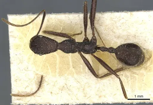 Aphaenogaster iberica specimen CASENT0913116 image casent0913116_1