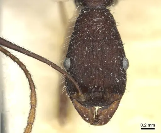 Aphaenogaster iberica specimen CASENT0913116 image casent0913116_2
