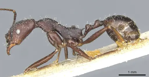 Aphaenogaster iberica specimen CASENT0913116 image casent0913116_3