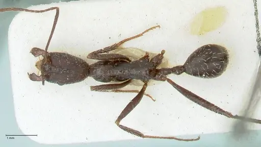 Aphaenogaster iberica specimen FOCOL1240 image focol1240_1