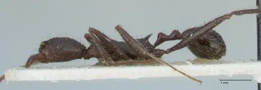 Aphaenogaster iberica specimen FOCOL1240 image focol1240_3