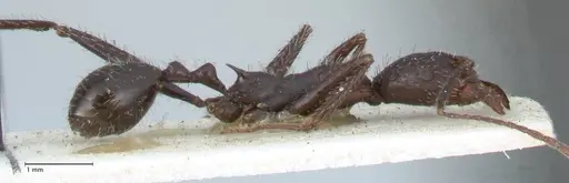Aphaenogaster iberica specimen FOCOL1240 image focol1240_4