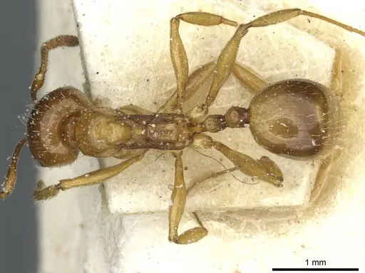 Aphaenogaster ichnusa specimen CASENT0913132 image casent0913132_1