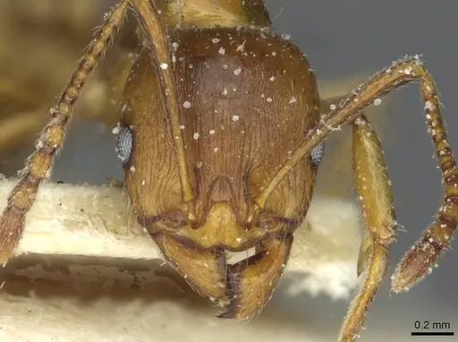 Aphaenogaster ichnusa specimen CASENT0913132 image casent0913132_2