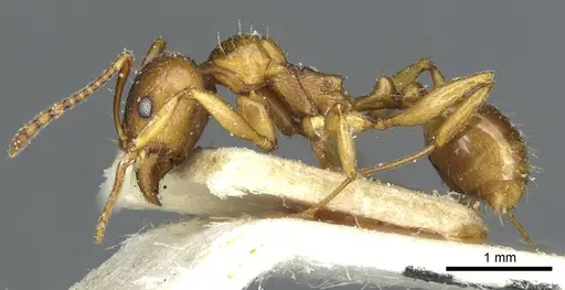 Aphaenogaster ichnusa specimen CASENT0913132 image casent0913132_3