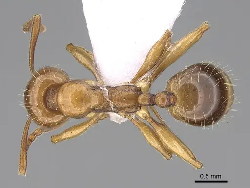 Aphaenogaster ichnusa specimen CASENT0922690 image casent0922690_1