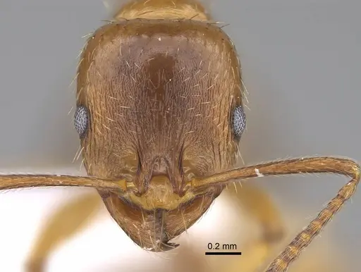Aphaenogaster ichnusa specimen CASENT0922690 image casent0922690_2