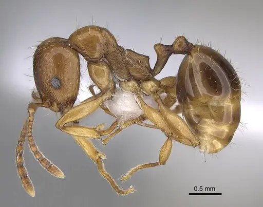 Aphaenogaster ichnusa specimen CASENT0922690 image casent0922690_3