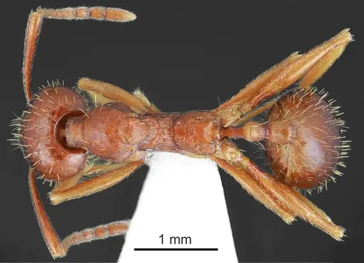 Aphaenogaster illyrica specimen CASENT0872099 image casent0872099_1