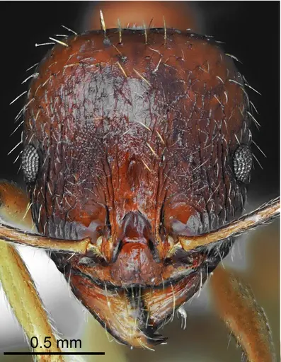 Aphaenogaster illyrica specimen CASENT0872099 image casent0872099_2