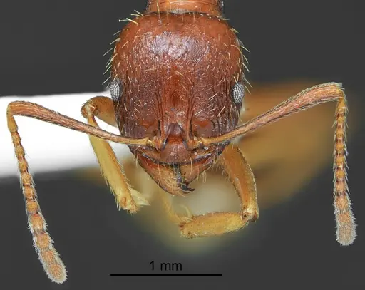 Aphaenogaster illyrica specimen CASENT0872099 image casent0872099_3