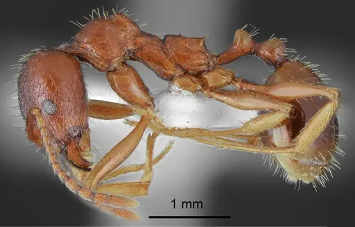 Aphaenogaster illyrica specimen CASENT0872099 image casent0872099_4