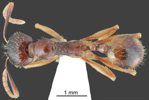 Aphaenogaster illyrica specimen CASENT0872106 image casent0872106_1