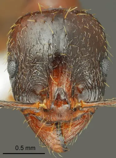 Aphaenogaster illyrica specimen CASENT0872106 image casent0872106_2