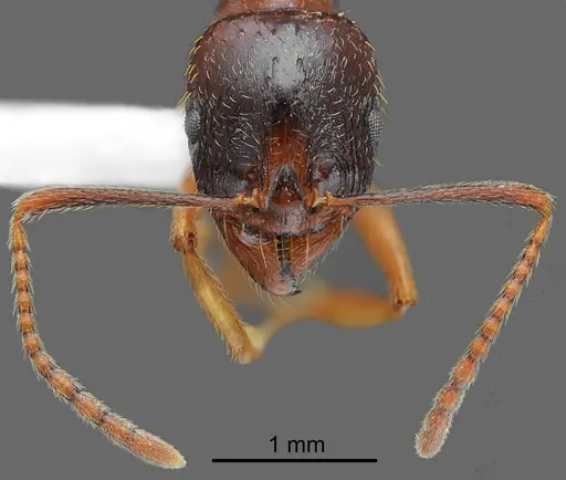 Aphaenogaster illyrica specimen CASENT0872106 image casent0872106_3