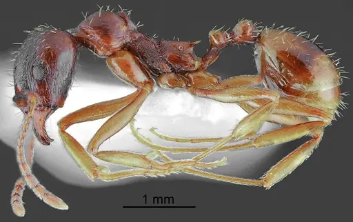 Aphaenogaster illyrica specimen CASENT0872106 image casent0872106_4